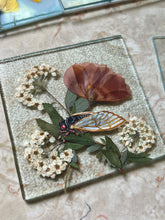 Load image into Gallery viewer, Cicada + Poppy