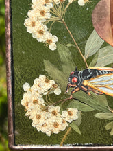 Load image into Gallery viewer, Cicada + Poppy