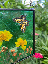 Load image into Gallery viewer, Swallowtail + Cosmos