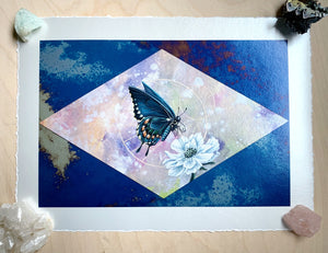Spicebush swallowtail on scabious with pink/purple/yellow hand dyed diamond backdrop set on blue mirrored glass that reflects the original glass on artwork. 12x8" reproduction giclée print of Spicebush Swallowtail + Scabiosa with a 1.25" deckled edge border - full view