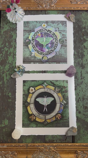 Video - Comparison of vintage Luna moth and galaxy Luna moth prints. Luna moth medallion print. Luna moth is in central circle on black background with segmented border of vintage book pages. Third and outermost rung is gold mirror with bronze flecks, pressed wildflowers, and glass bevels in alternating border. 8x8" reproduction giclée print of Vintage Luna with a 1.25" deckled edge border