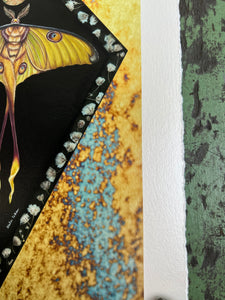 Close up to show metallic shine and decked edge border - 8x12" reproduction giclée print of Comet Moth + Gypsophila with a 1.25" deckled edge border 