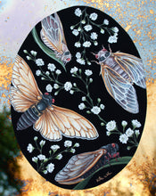 Load image into Gallery viewer, Giclee print of Cicada Life Cycle artwork - gypsophila flowers and black oval background
