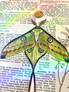Comet Moth + Wild Carrot