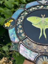 Load image into Gallery viewer, Shows left side, lavender at top circle, buttercup in left circle. Gouache on paper, and flora set between glass with iridescent glass border in cool tones and bevels. Medallion shape with three rungs - center is painted green Luna moth on black background (circle shape), second ring is segmented circle of pressed gypsophila in clear glass, third and outer ring consists of alternating blue iridescent glass, circles with pressed flowers, and diamond bevels.
