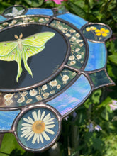 Load image into Gallery viewer, Bottom angle showing daisy in bottom circle. Gouache on paper, and flora set between glass with iridescent glass border in cool tones and bevels. Medallion shape with three rungs - center is painted green Luna moth on black background (circle shape), second ring is segmented circle of pressed gypsophila in clear glass, third and outer ring consists of alternating blue iridescent glass, circles with pressed flowers, and diamond bevels.
