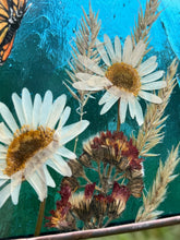 Load image into Gallery viewer, Close up view - Monarch butterfly painted in gouache on paper with pressed shasta daisies, orange hawkweed, and wild grasses with transparent blue glass backing. Square shape with gold hanging chain. Flower close up.
