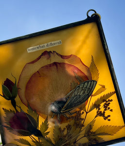 Artwork shown with sun as backlight to show almond color of glass. Cicada painted in gouache on paper with pressed rose petals, red rosebuds, and wild grasses with solid almond glass backing. Square shape with gold hanging chain.