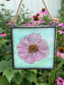 Single purple/pink cosmos flower with blue/green glass backing.