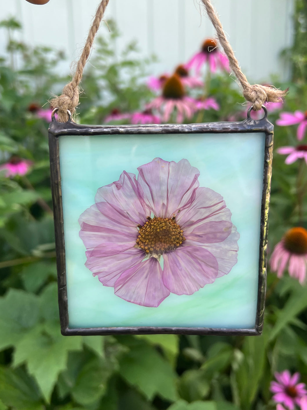 Single purple/pink cosmos flower with blue/green glass backing.