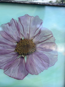 Close up - Single purple/pink cosmos flower with blue/green glass backing
