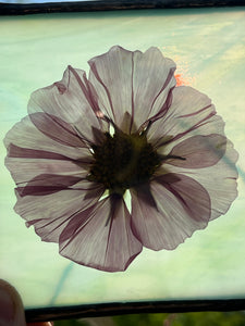 Shown against sun background to show goth through the piece - Single purple/pink cosmos flower with blue/green glass backing.