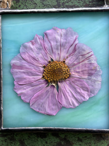 Close up - Single purple/pink cosmos flower with blue/green glass backing.