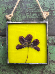 Single purple/pink cosmos flower with blue/green glass backing.