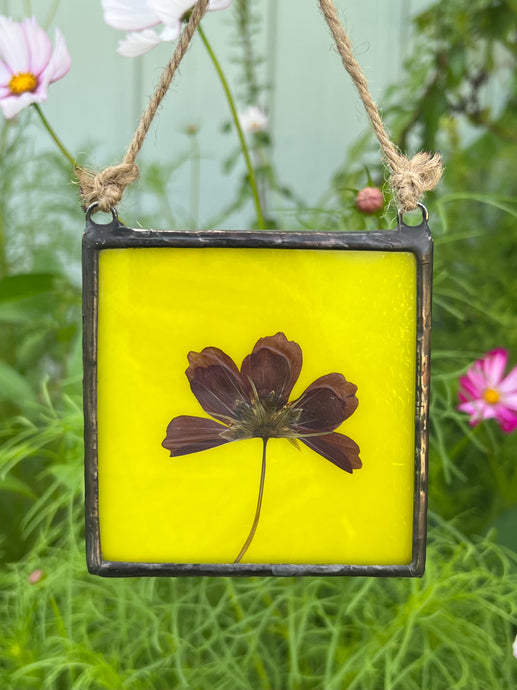 Single purple/pink cosmos flower with blue/green glass backing.