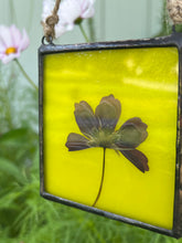 Load image into Gallery viewer, View with reflection - Single purple/pink cosmos flower with blue/green glass backing.
