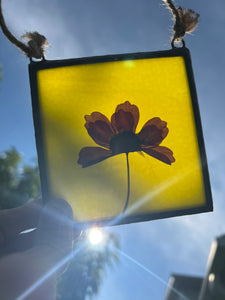 Shown with sun behind to give another view of yellow glass backing - Single purple/pink cosmos flower with blue/green glass backing.