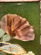 Load image into Gallery viewer, Cicada + Poppy
