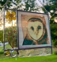Load image into Gallery viewer, Barn Owl + Buttercup

