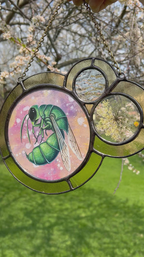 Video - Jewel wasp (green and dark blue) on dyed light pink/yellow/purple paper as central piece in large left circle. Two more circles on right side. Second smallest encases pressed Wild carrot in clear glass. Smallest circle is above Wild carrot with textured iridescent glass. Entire piece has light yellow border.