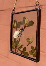 Load and play video in Gallery viewer, Cicada on Branch
