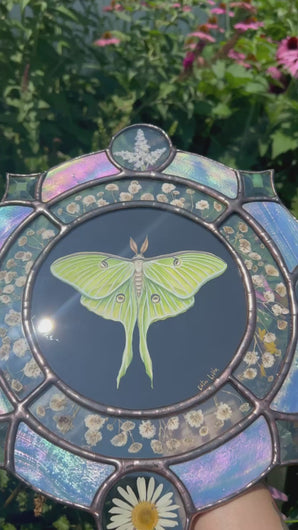 Video - Gouache on paper, and flora set between glass with iridescent glass border in cool tones and bevels. Medallion shape with three rungs - center is painted green Luna moth on black background (circle shape), second ring is segmented circle of pressed gypsophila in clear glass, third and outer ring consists of alternating blue iridescent glass, circles with pressed flowers, and diamond bevels.