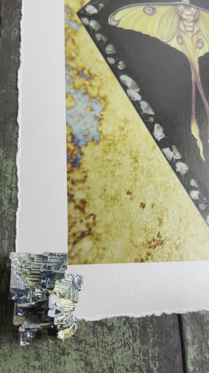 Video to show entire artwork - 8x12" reproduction giclée print of Comet Moth + Gypsophila with a 1.25" deckled edge border 