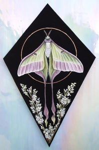 Full view - print on paper of Chinese moon moth and meadowsweet on black background, diamond shape. This sits in a white iridized glass background. There is a gold circle around the center of the moon moth. Meadowsweet flower painted below and surrounding moths lower wing tendrils.