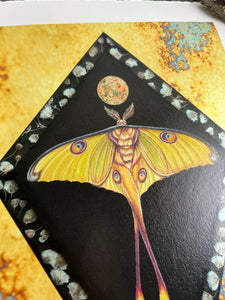 Closeup to show print - 8x12" reproduction giclée print of Comet Moth + Gypsophila with a 1.25" deckled edge border 