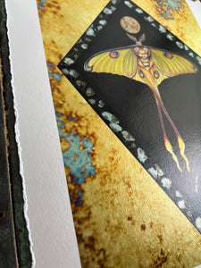 Close up to show metallic shine and decked edge border - 8x12" reproduction giclée print of Comet Moth + Gypsophila with a 1.25" deckled edge border 
