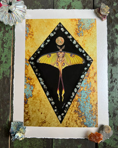 8x12" reproduction giclée print of Comet Moth + Gypsophila with a 1.25" deckled edge border - full view