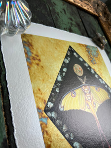 Close up to show metallic shine and decked edge border - 8x12" reproduction giclée print of Comet Moth + Gypsophila with a 1.25" deckled edge border 